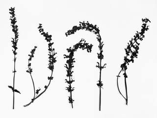 Manuela Bieri. Tassonomie