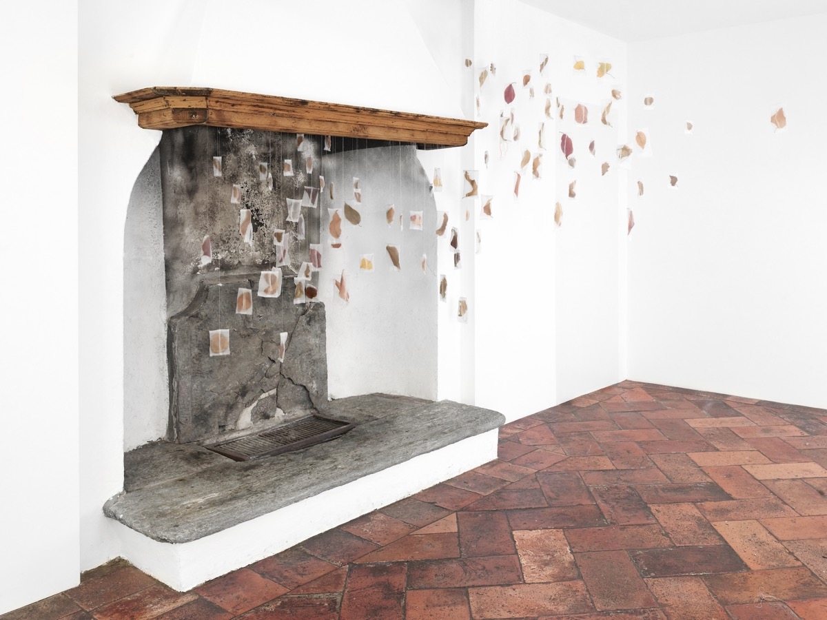 Manuela Bieri. Tassonomie